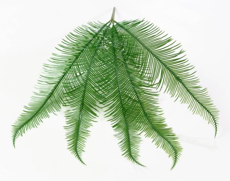 картинка Папоротник от магазина KALINA