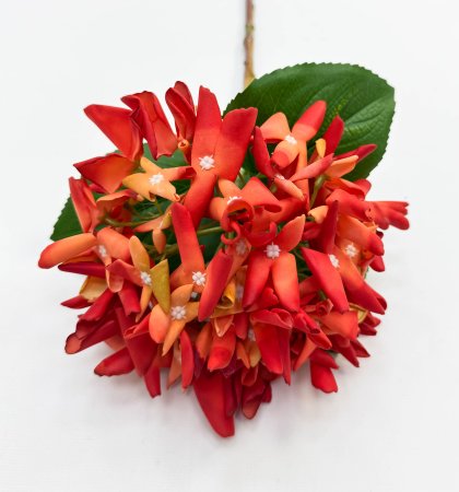 Гортензия "Кружевной шёлк" оранжевая