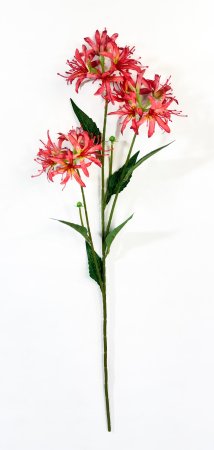 Ликорис красный