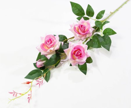 Ветка розы "Беролина"