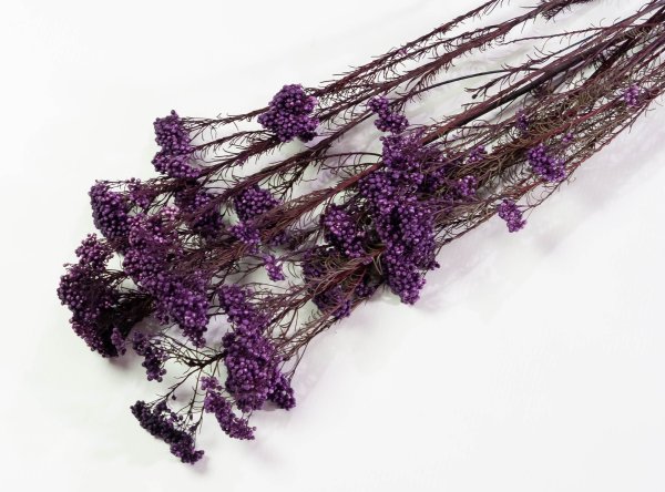 Озотамнус 4