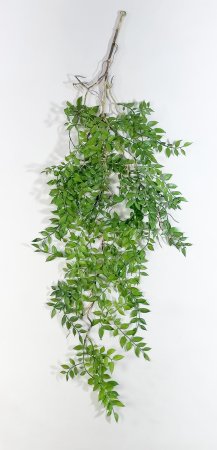 картинка Ампельный рускус с древовидным стволом от магазина KALINA