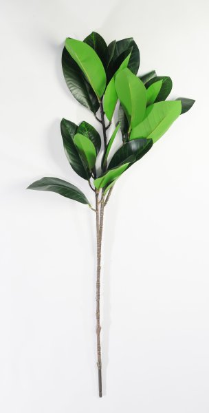 картинка Ветка магнолии от магазина KALINA