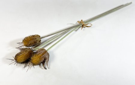 Эрингиум крупный