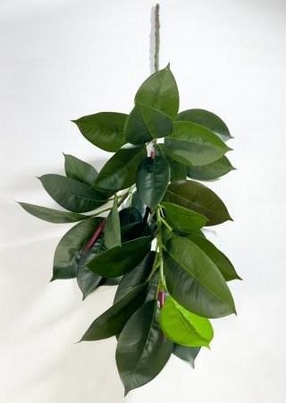 картинка Фикус Эластика зеленый от магазина KALINA