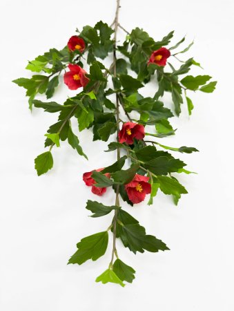 Гибискус красный