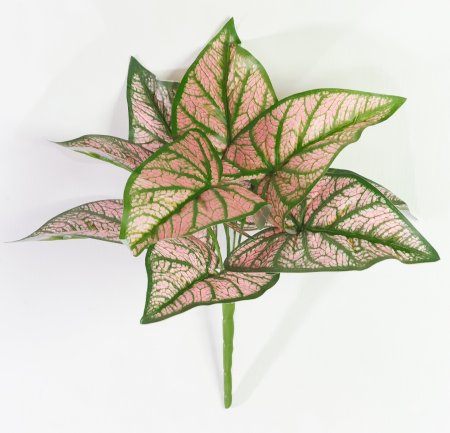 картинка Аглаонема от магазина KALINA