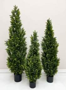 Туя Брабант 180 см