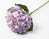 Гортензия сиреневая