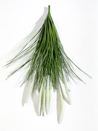 картинка Пеннисетум (Лисий хвост) 60 см от магазина KALINA