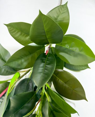 картинка Фикус Эластика зеленый от магазина KALINA