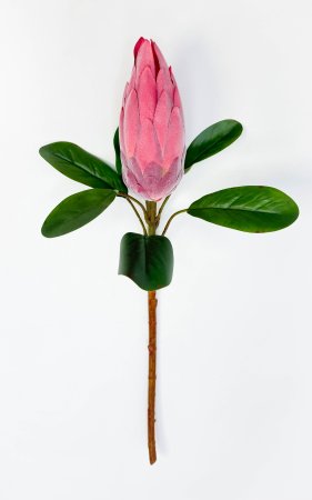 Протея "Королевская малиновая"