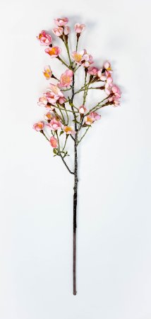 Сакура "Японская" розовая