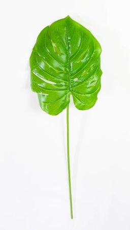 картинка Лист монстеры от магазина KALINA