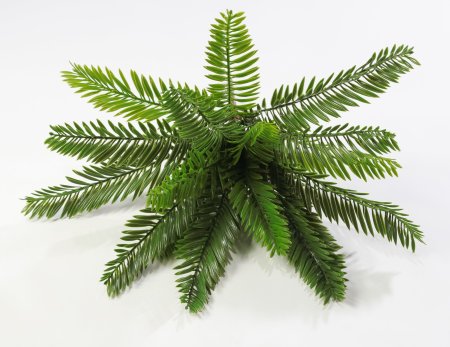 картинка Ветка пальмы 18 листов от магазина KALINA