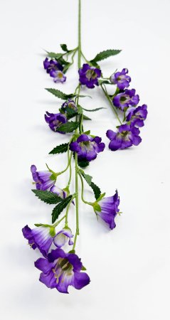 Кампанула фиолетовая