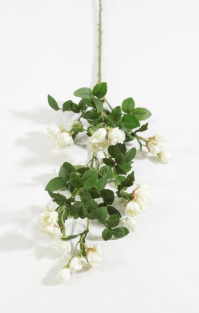 Кустовая роза белая