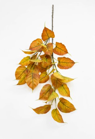 картинка Тополь осенний большая ветка от магазина KALINA