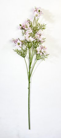 Нигелла розовая