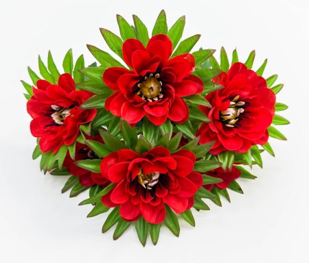 Георгин "Нектар" 6 цветков