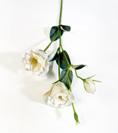 Эустома молочная