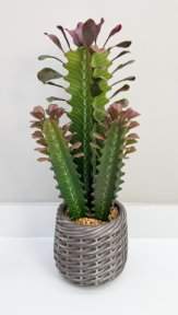 Эуфорбия Тригона 44 см