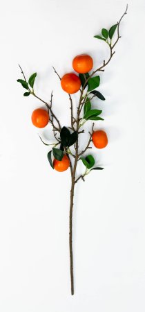 Ветка мандарина 5 плодов
