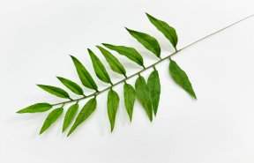 картинка Лист дерева Ним от магазина KALINA