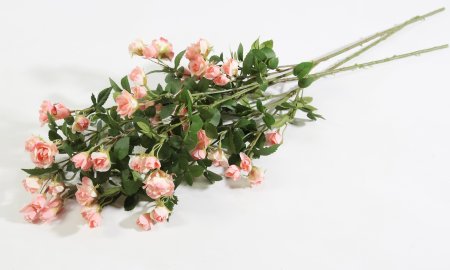 Кустовая роза чайная