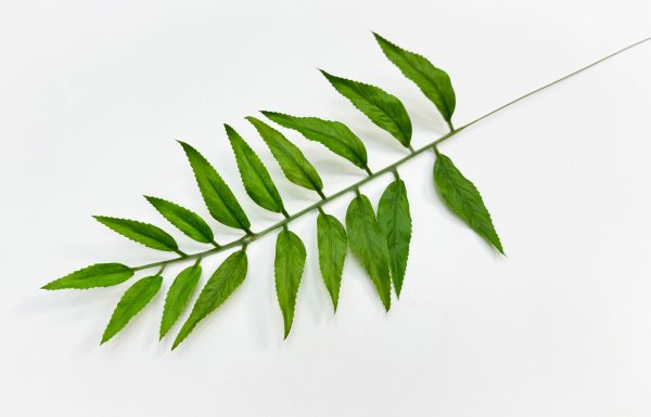 картинка Лист дерева Ним от магазина KALINA