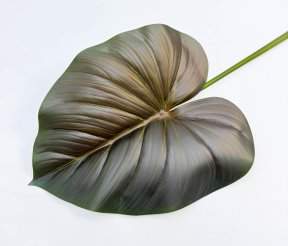 картинка Филодендрон крупный "Поздняя осень" от магазина KALINA