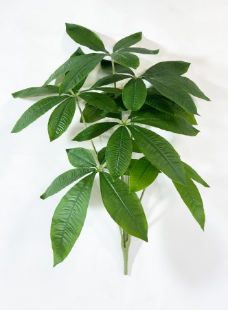 картинка Шеффлера ветка 7 листов от магазина KALINA