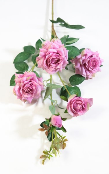 Ветка розы "Сфинкс" жимолость