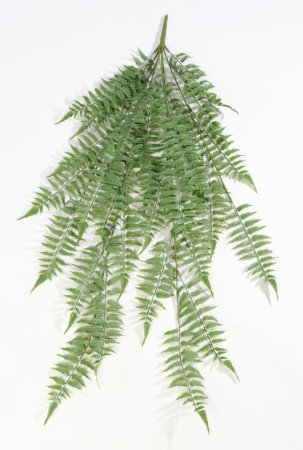 картинка Ампельная зелень Оноклея чувствительная от магазина KALINA