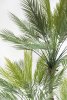 Пальма Арека 170 см БЕЗ КАШПО