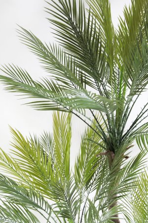 Пальма Арека 170 см БЕЗ КАШПО