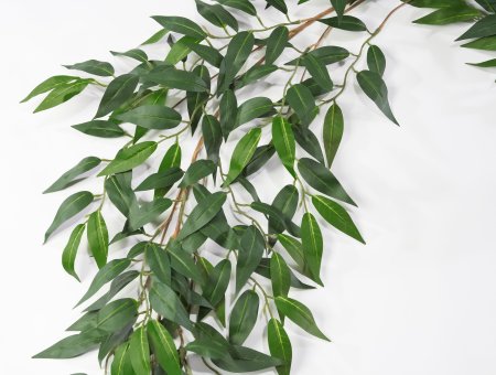 картинка Лиана оливы пушистая от магазина KALINA