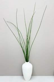 Хвощ зимующий