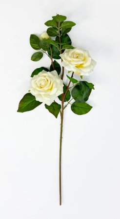 Роза "Радмира" белая