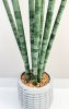 Сансевиерия цилиндрик 97 см