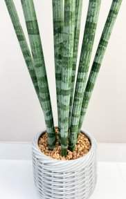 Сансевиерия цилиндрик 97 см