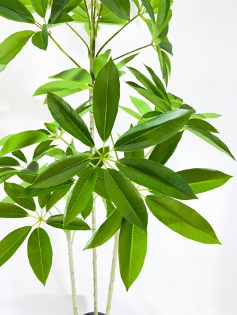 Шеффлера Амата БЕЗ КАШПО 200 см