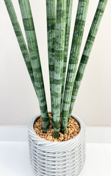 Сансевиерия цилиндрик 97 см