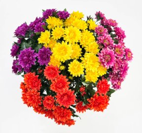 Георгин "Лебёдушка" 18 цветков