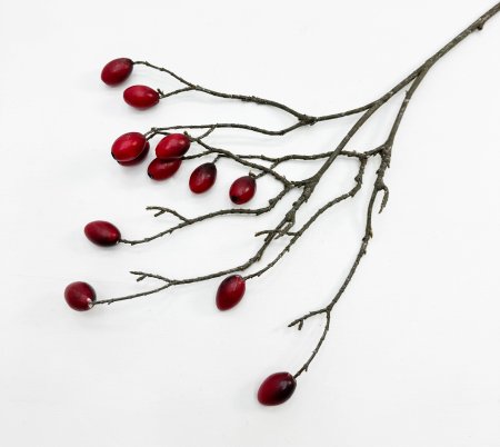 Ветка оливы с красными плодами