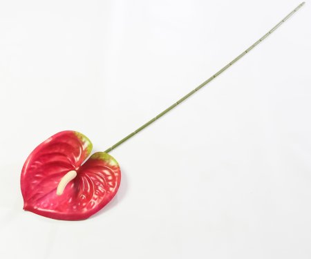 Соцветие антуриума