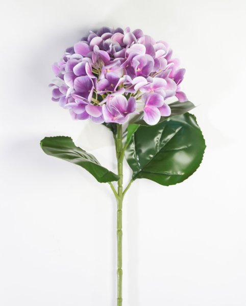 Гортензия фиолет