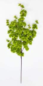 Сакура "Ветка Ханами" зеленая