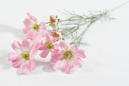 Ветка космеи светло-розовая