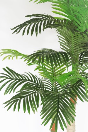 Пальма 2 ствола